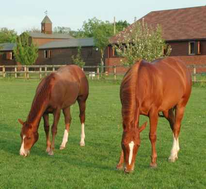 Danza Doc and Rocky
